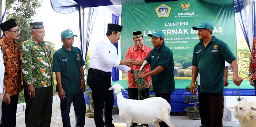 Melalui Wabup Gresik Qosim, Baznas pusat bagikan kambing kepada peternak Dhuafa di Gresik