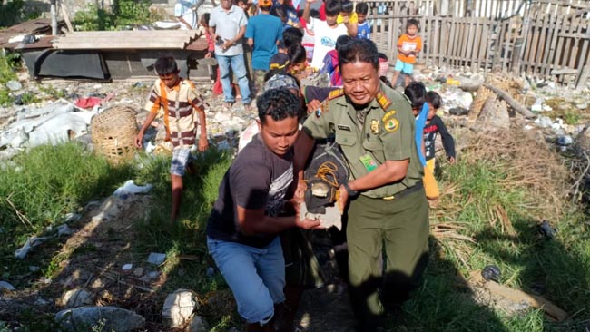 Buaya 2,5 Meter Masuk Kampung, Warga Gresik Gempar